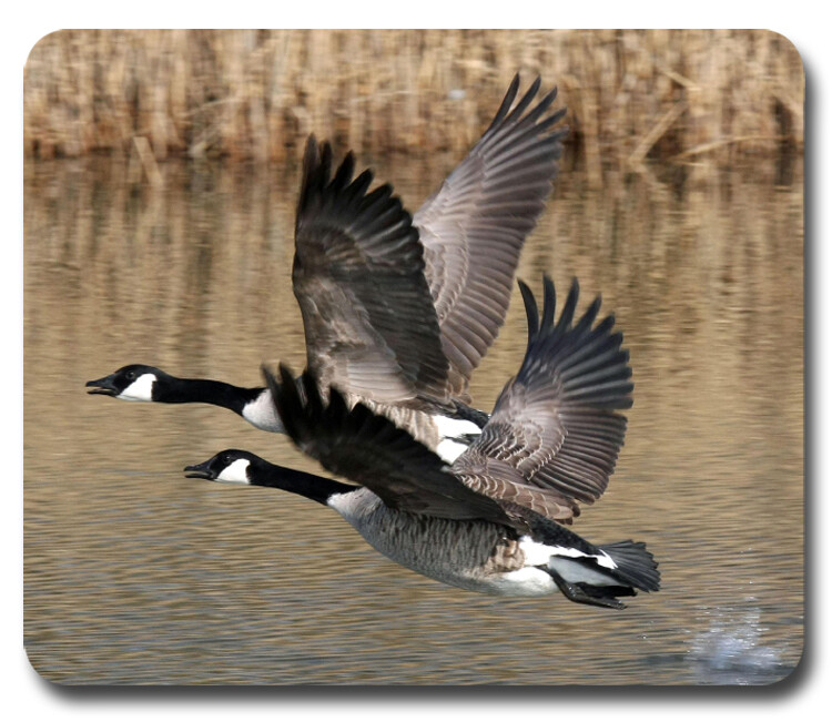 Canada Geese Flying ~ Mousepad / PC Mouse Pad ~ Gifts Hunter Hunting Outdoors