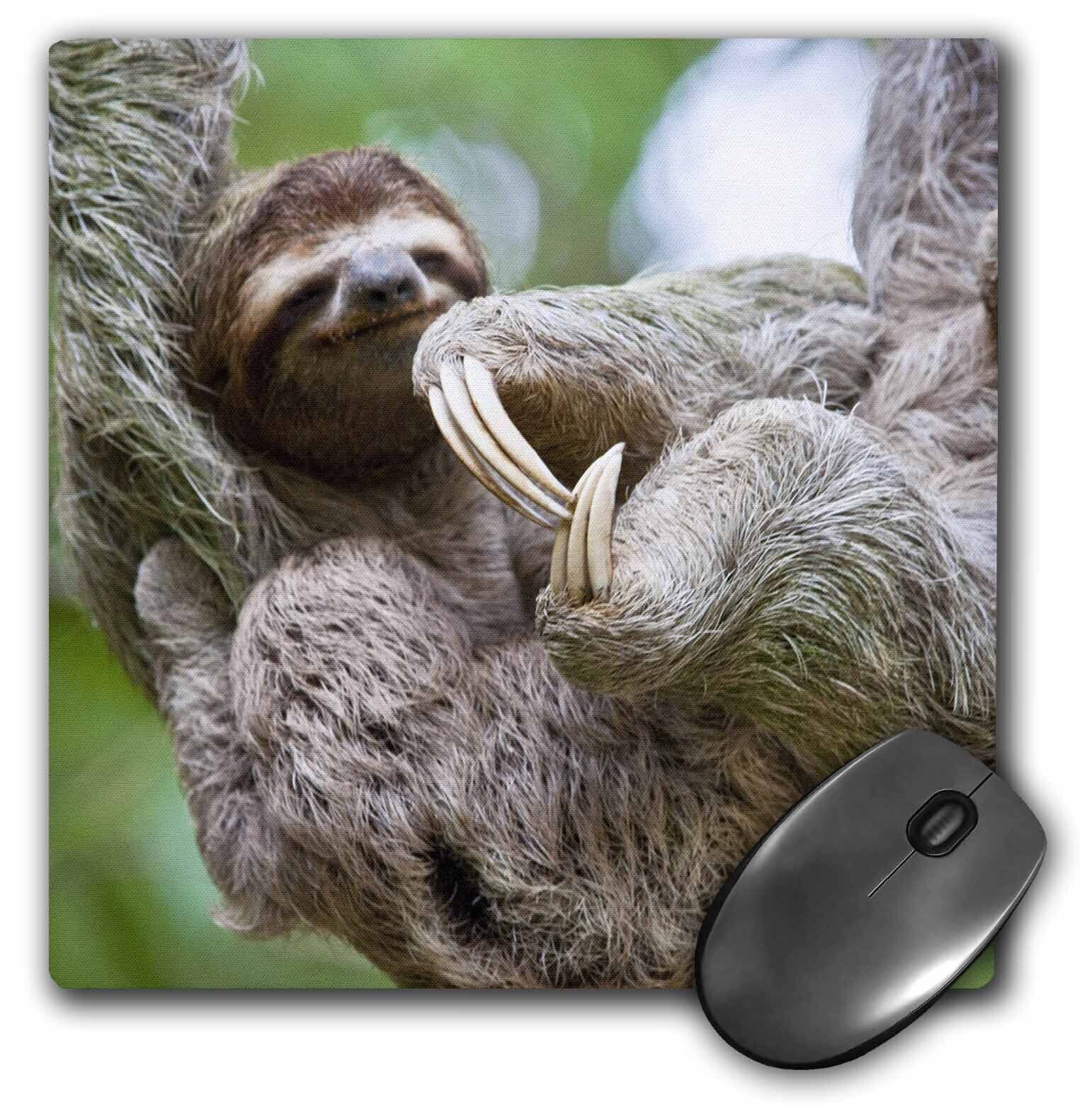 3dRose Brown-Throated Sloth 3-Toed Sloth Costa Rica – SA22 JGS0021 – Jim
