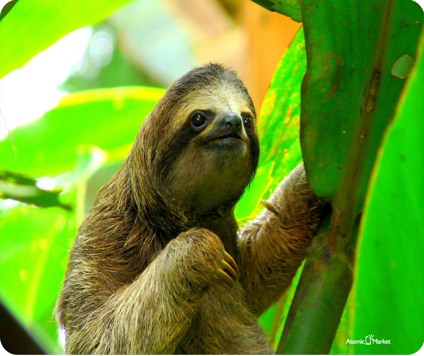 Costa Rica 3 Toe Sloth In The Jungle Mouse Pad