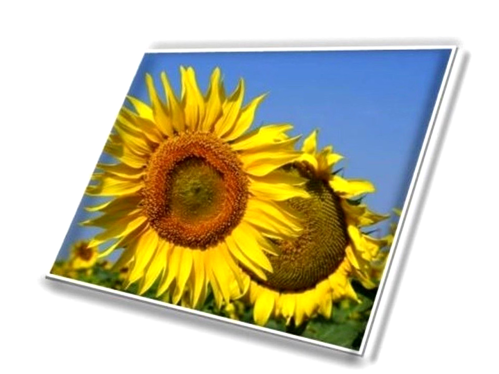 NV160WUM-N48 V8.0 1920X1200P FHD IPS 60HZ 16.0″ LED lcd screen panel Display New
