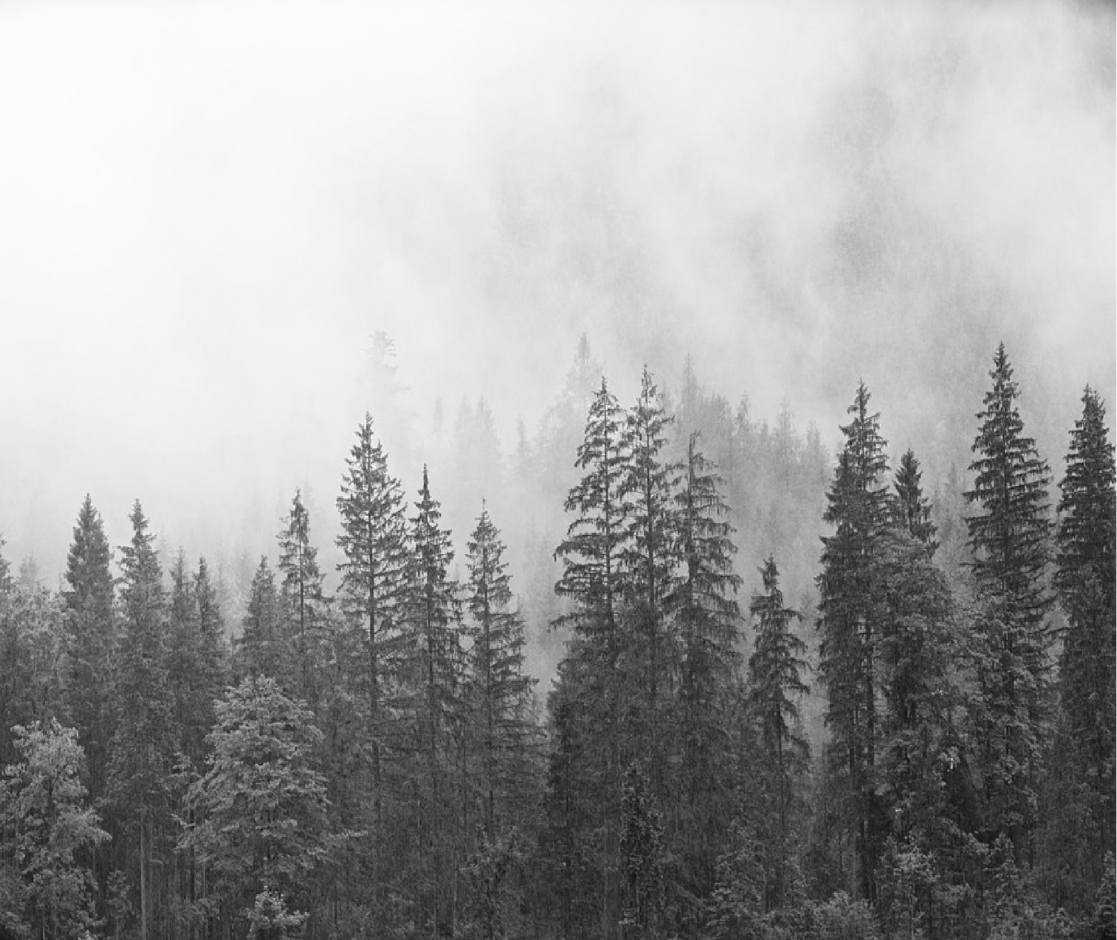 PINE TREE FOREST IN THE MIST BLACK & WHITE COMPUTER MOUSE PAD OR HOT PAD 9 X 7
