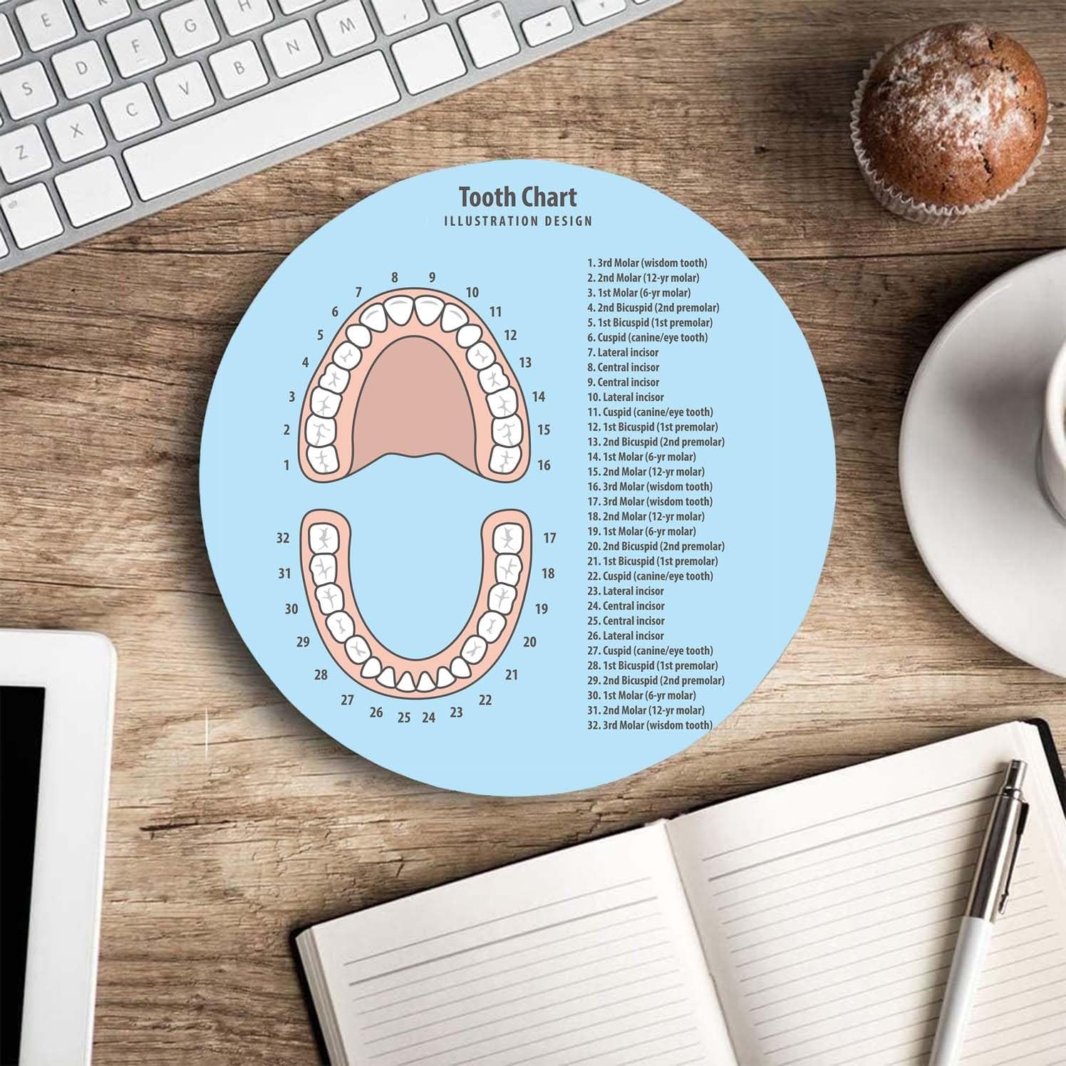 Round Mouse Pad,Tooth Chart pad,Custom 7.9L x 7.9W inches, Tooth